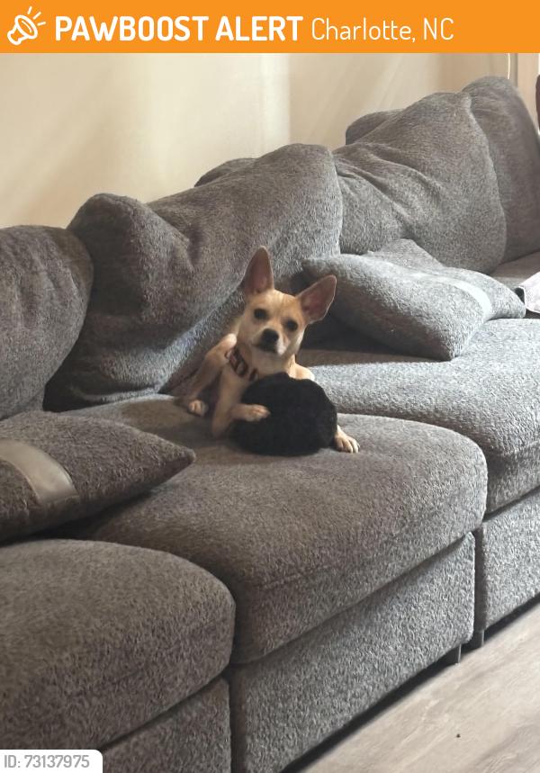 Found/Stray Male Dog last seen Wilkinson blvd, Charlotte, NC 28208