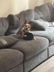 Found/Stray Male Dog last seen Wilkinson blvd, Charlotte, NC 28208