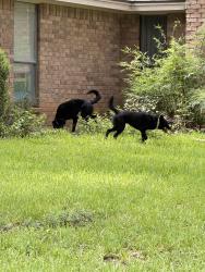 Found/Stray Unknown Dog last seen Stonewood Ct, Arlington, TX 76017