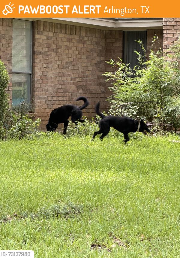 Found/Stray Unknown Dog last seen Stonewood Ct, Arlington, TX 76017