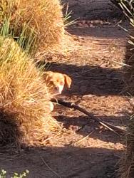 Found/Stray Unknown Dog last seen Near e butler, Fresno, CA 93727