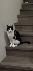 Reunited Male Cat last seen Erall and 68th St, Scottsdale, AZ 85251