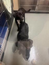 Found/Stray Unknown Dog last seen Near S Old Franklin Rd, Nashville, NC 27856, Nashville, NC 27856