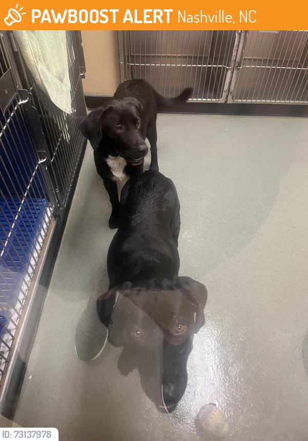 Found/Stray Unknown Dog last seen Near S Old Franklin Rd, Nashville, NC 27856, Nashville, NC 27856