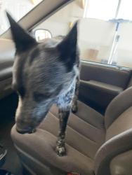 Reunited Unknown Dog last seen DS’s Posse Road and Nazcon Road, Bernalillo, NM 87004