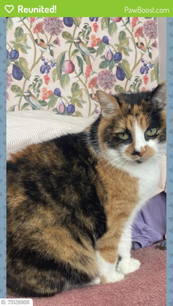 Reunited Female Cat last seen Antrim Road, Belfast, Northern Ireland BT15 2HT