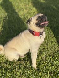 Lost Male Dog last seen Near Foxhunter rd Houston tx 77049, Houston, TX 77049