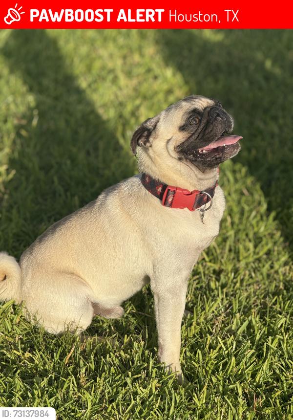 Lost Male Dog last seen Near Foxhunter rd Houston tx 77049, Houston, TX 77049