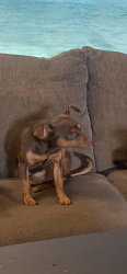 Reunited Male Dog last seen Vamburen n pensilvania new port Richey, South Franklin Township, PA 15329