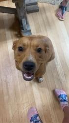 Reunited Female Dog last seen Treat mountain rd, Cedartown, GA 30125