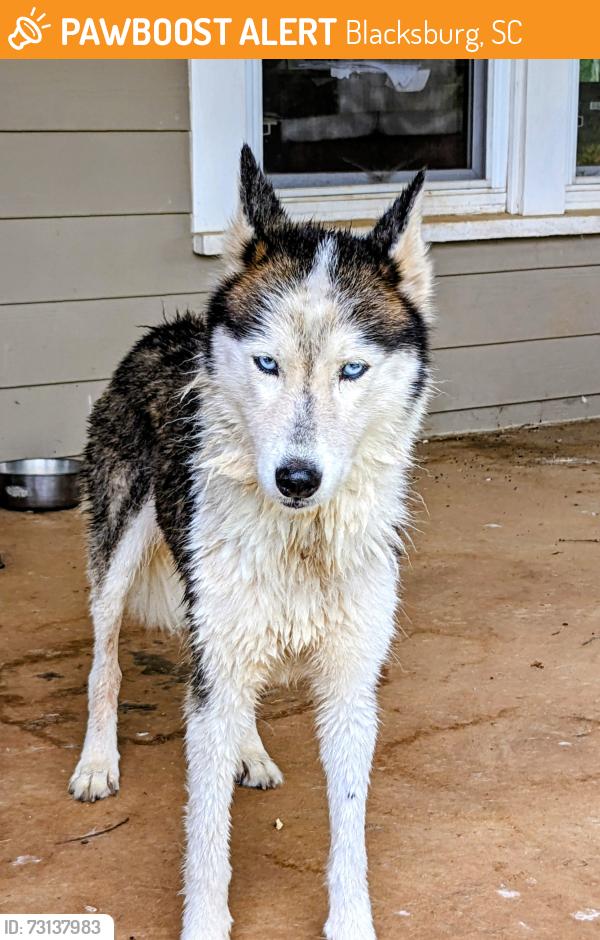 Found/Stray Female Dog last seen Near Park Rd, Blacksburg, SC, Blacksburg, SC 29702