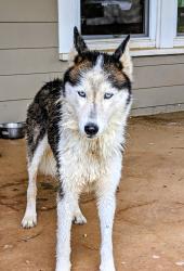 Found/Stray Female Dog last seen Near Park Rd, Blacksburg, SC, Blacksburg, SC 29702