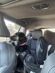 Reunited Female Dog last seen Arrow hwy Covina/Azusa, Covina, CA 91722