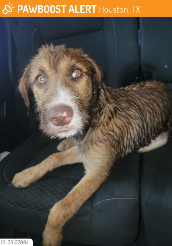 Found/Stray Unknown Dog last seen Near Ed White, Houston, TX 77036