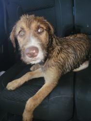 Found/Stray Unknown Dog last seen Near Ed White, Houston, TX 77036