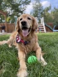 Reunited Male Dog last seen Galapago and Union, Englewood, CO 80110