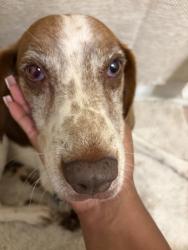 Reunited Male Dog last seen Olive rd, Ferry Pass, FL 32514