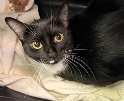 Shelter Stray Female Cat last seen Near Portobelo Drive, San Diego, CA, 92124, 5500 Gaines St, San Diego, CA 92110, USA