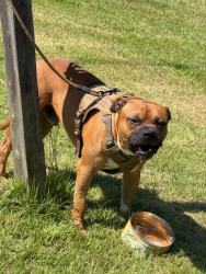 Shelter Stray Male Dog last seen Old Zion Road, North Chesterfield, VA, 23234, 9300 Public Works Rd, Chesterfield, VA 23832, USA