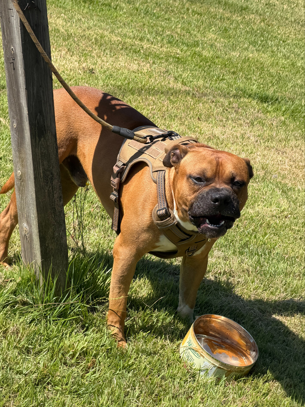 Shelter Stray Male Dog last seen Old Zion Road, North Chesterfield, VA, 23234, 9300 Public Works Rd, Chesterfield, VA 23832, USA