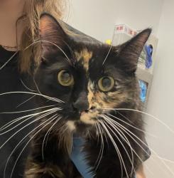 Shelter Stray Female Cat last seen cross streets Carr & 10th, Lakewood, CO, 80214, 580 McIntyre St, Golden, CO 80401, USA