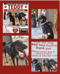 Lost Male Dog last seen 12th Ave and Valencia, Tucson, AZ 85756