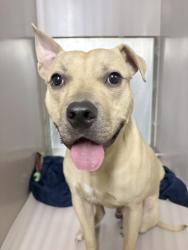 Shelter Stray Male Dog last seen Macombs Dam Park, BRONX, NY, 10451, 326 E 110th St, New York, NY 10029, USA