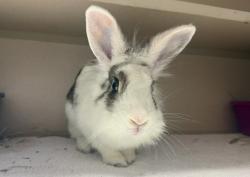 Shelter Stray Female Rabbit last seen Near Havemeyer Avenue, BRONX, NY, 10473, 326 E 110th St, New York, NY 10029, USA