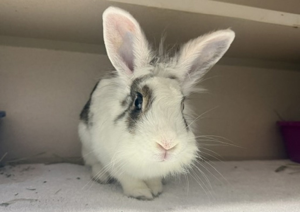 Shelter Stray Female Rabbit last seen Near Havemeyer Avenue, BRONX, NY, 10473, 326 E 110th St, New York, NY 10029, USA