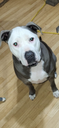 Reunited Male Dog last seen Treat mountain rd, Cedartown, GA 30125