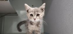 Shelter Stray Female Cat last seen Near W 5300 S, MURRAY CITY, UT, 84123, 511 W 3900 S, Salt Lake City, UT 84123, USA