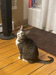 Reunited Male Cat last seen Richmond and Ruthven/Mullins, Grand Rapids, MI 49534