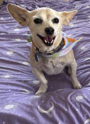 Reunited Female Dog last seen Near Lancelot Dr, San Antonio, TX 78218, USA, San Antonio, TX 78218
