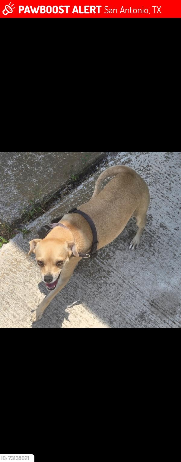 Lost Female Dog last seen 5434paintedhorse st San Antonio TX, San Antonio, TX 78242