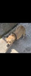 Lost Female Dog last seen 5434paintedhorse st San Antonio TX, San Antonio, TX 78242