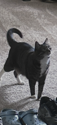 Reunited Male Cat last seen Pike Street and Kinnaman., Aloha, OR 97078