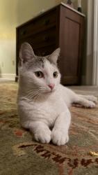 Lost Female Cat last seen Waldon Road and Highway 17, Ravenel, SC 29470