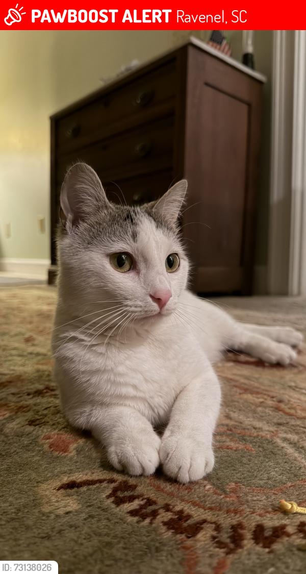 Lost Female Cat last seen Waldon Road and Highway 17, Ravenel, SC 29470