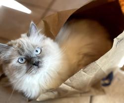 Reunited Female Cat last seen Williamsburg Dr, East York, PA 17402