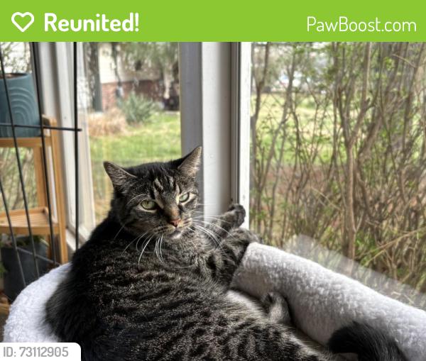 Reunited Female Cat last seen Brass Lamp Drive, between Sweetwood Court and Morewood Court, Ballwin, MO 63011