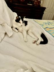 Reunited Male Cat last seen Newland & Talbert near Fulton Park, Fountain Valley, CA 92708