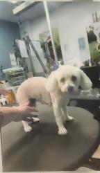 Reunited Male Dog last seen Oak drive deland Florida, DeLand, FL 32724