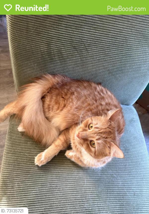 Reunited Male Cat last seen Piedmont Ave and Joyner Street, Gibsonville NC, Gibsonville, NC 27249