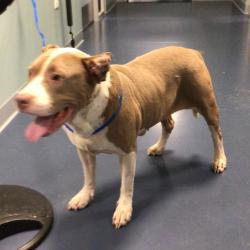 Shelter Stray Female Dog last seen , 980 Guilford College Rd, Greensboro, NC 27409, USA