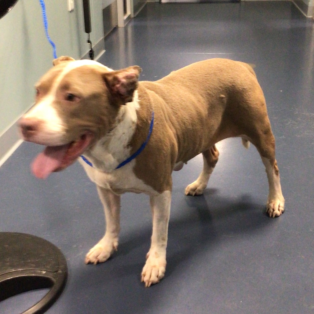 Shelter Stray Female Dog last seen , 980 Guilford College Rd, Greensboro, NC 27409, USA