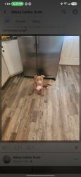 Found/Stray Male Dog last seen St elmo ave, Chattanooga, TN 37409