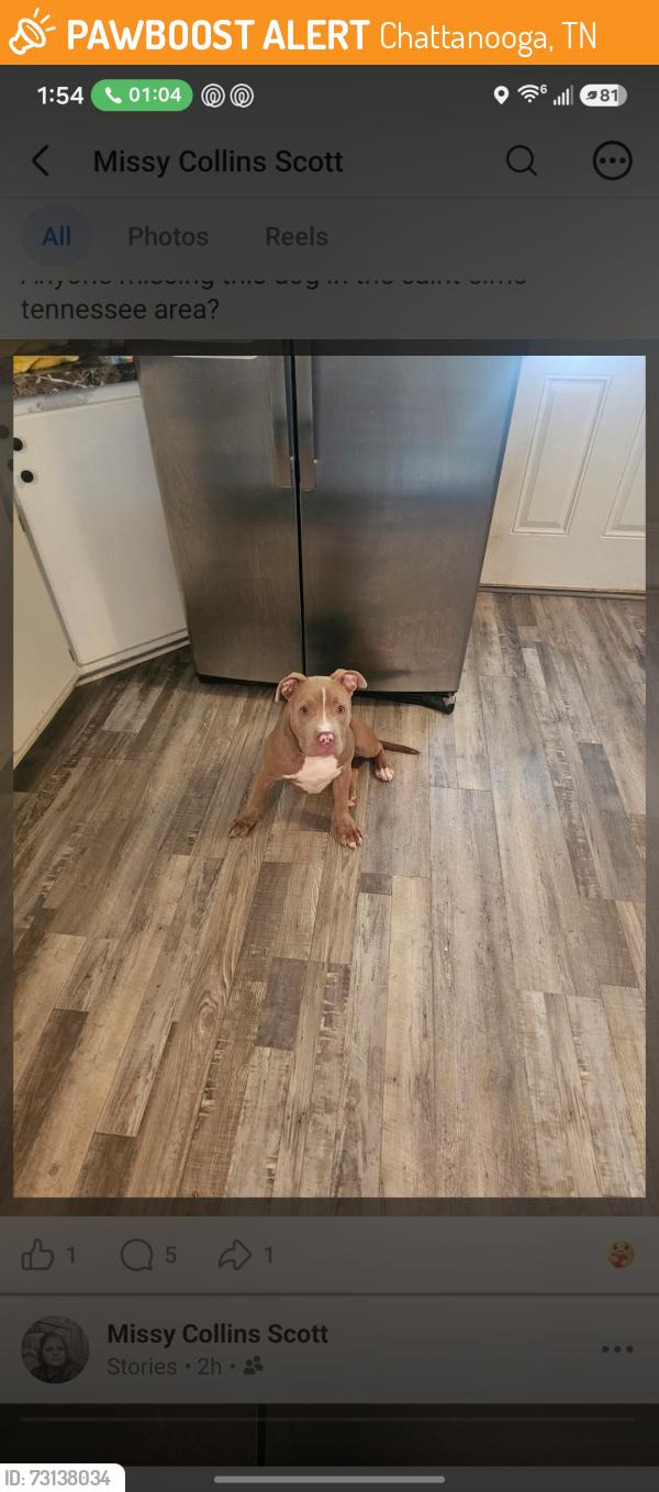 Found/Stray Male Dog last seen St elmo ave, Chattanooga, TN 37409