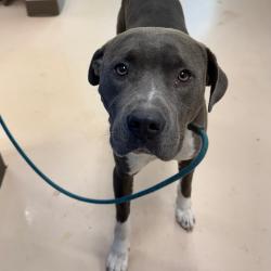 Shelter Stray Male Dog last seen , 901 N Haverty St, Pine Bluff, AR 71601, USA