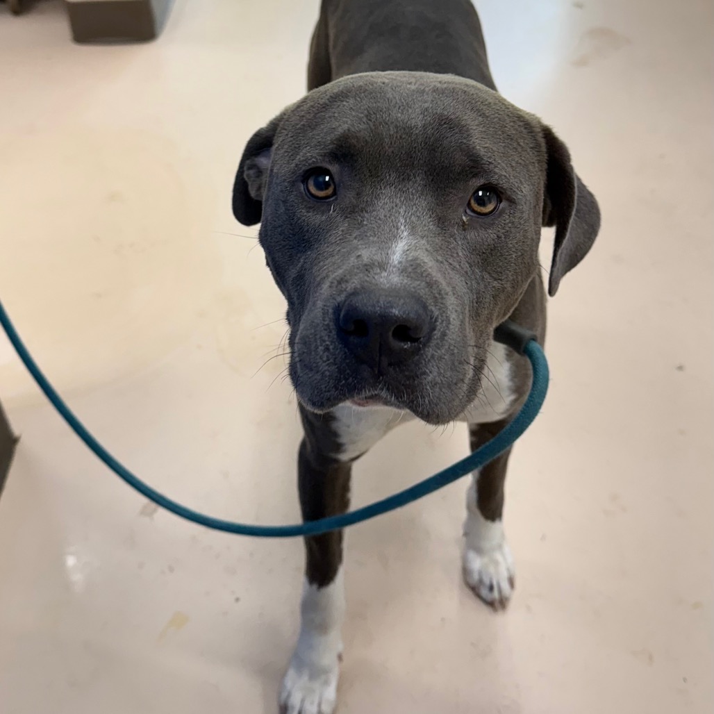 Shelter Stray Male Dog last seen , 901 N Haverty St, Pine Bluff, AR 71601, USA