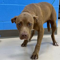 Shelter Stray Female Dog last seen , 901 N Haverty St, Pine Bluff, AR 71601, USA